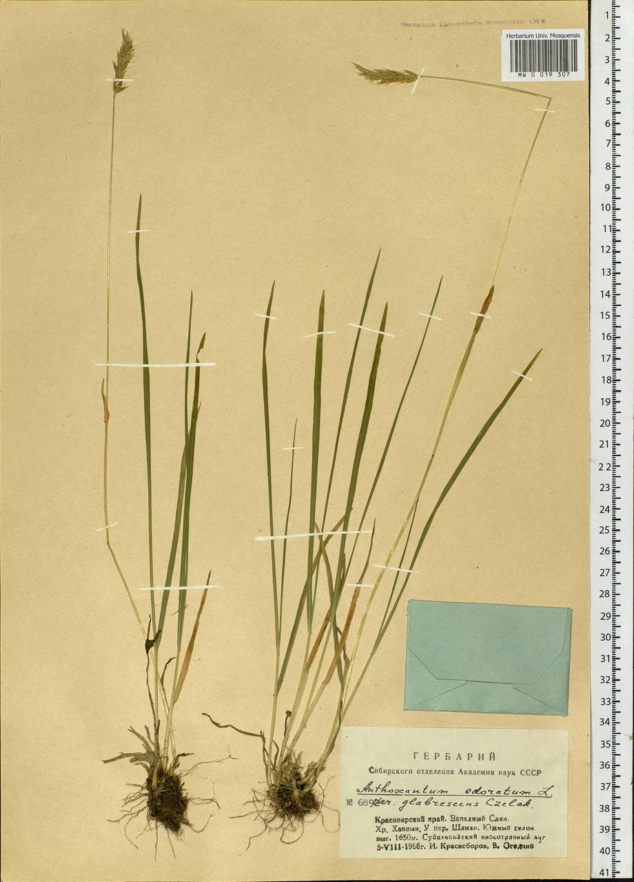 Anthoxanthum odoratum L., Siberia, Altai & Sayany Mountains (S2) (Russia)