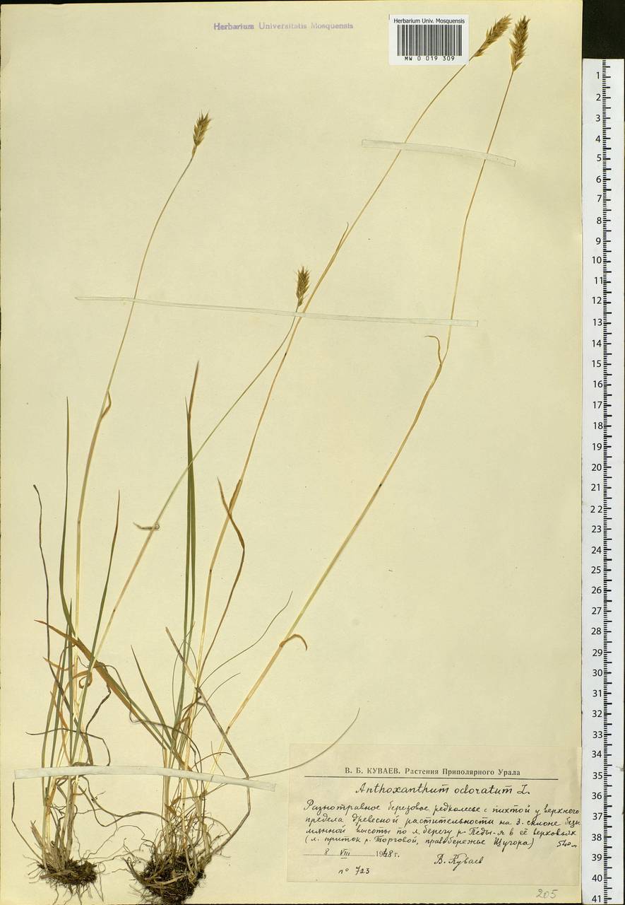 Anthoxanthum odoratum L., Eastern Europe, Northern region (E1) (Russia)
