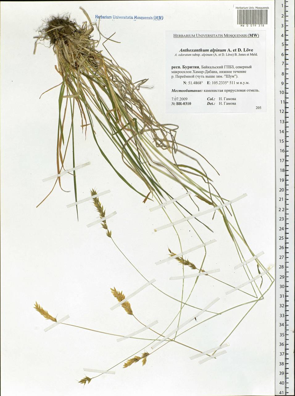 Anthoxanthum nipponicum Honda, Siberia, Baikal & Transbaikal region (S4) (Russia)