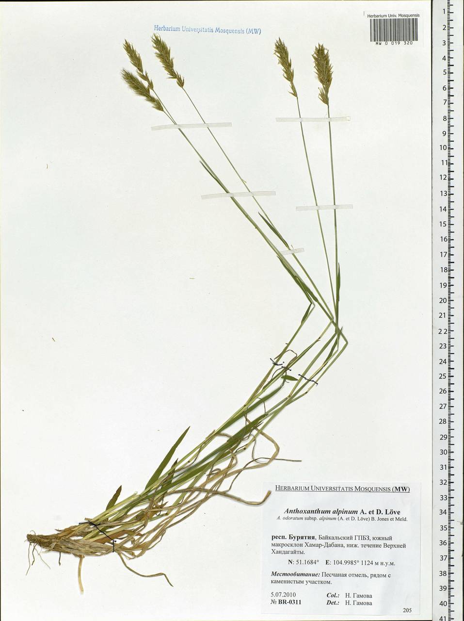 Anthoxanthum nipponicum Honda, Siberia, Baikal & Transbaikal region (S4) (Russia)