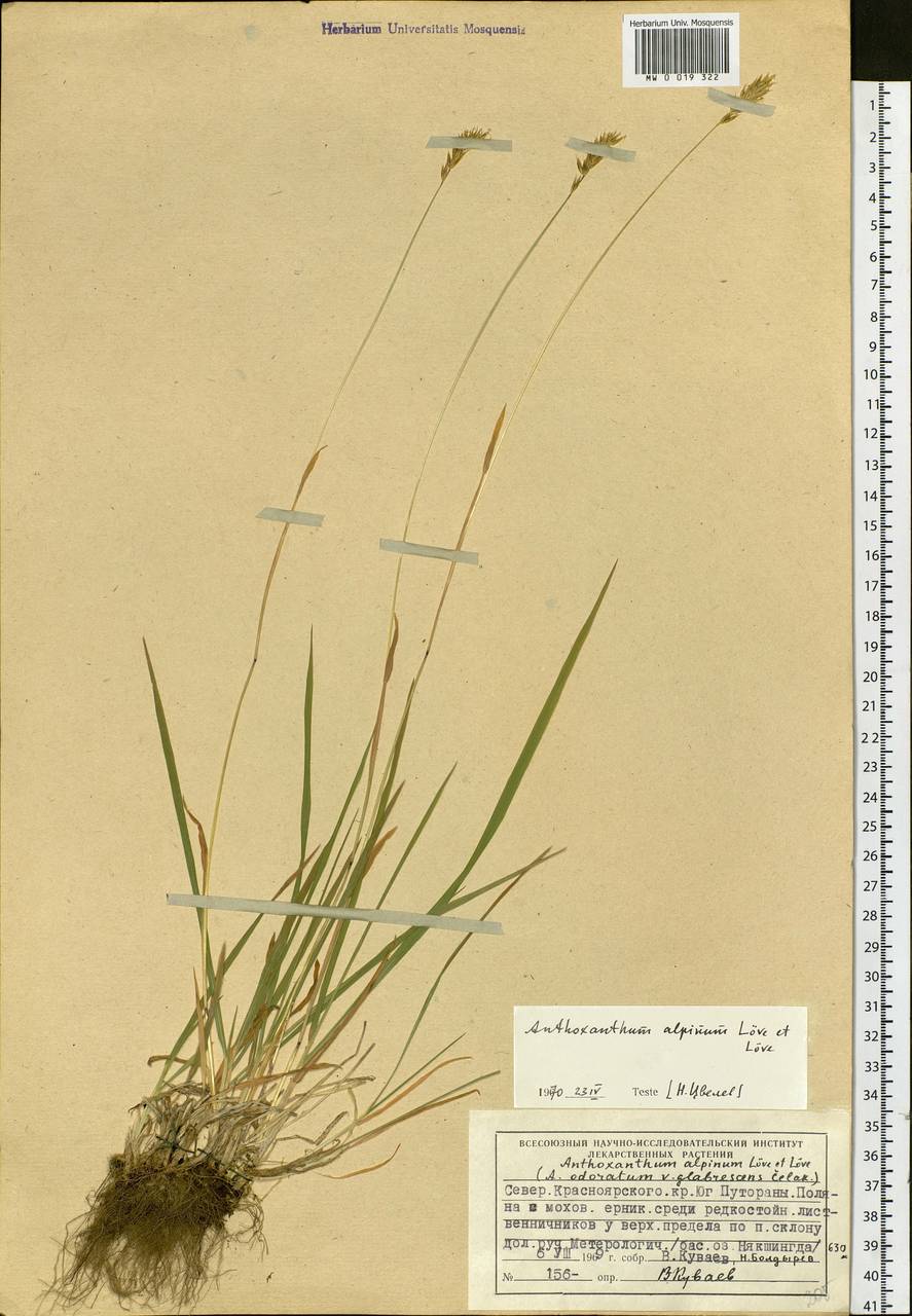 Anthoxanthum nipponicum Honda, Siberia, Central Siberia (S3) (Russia)