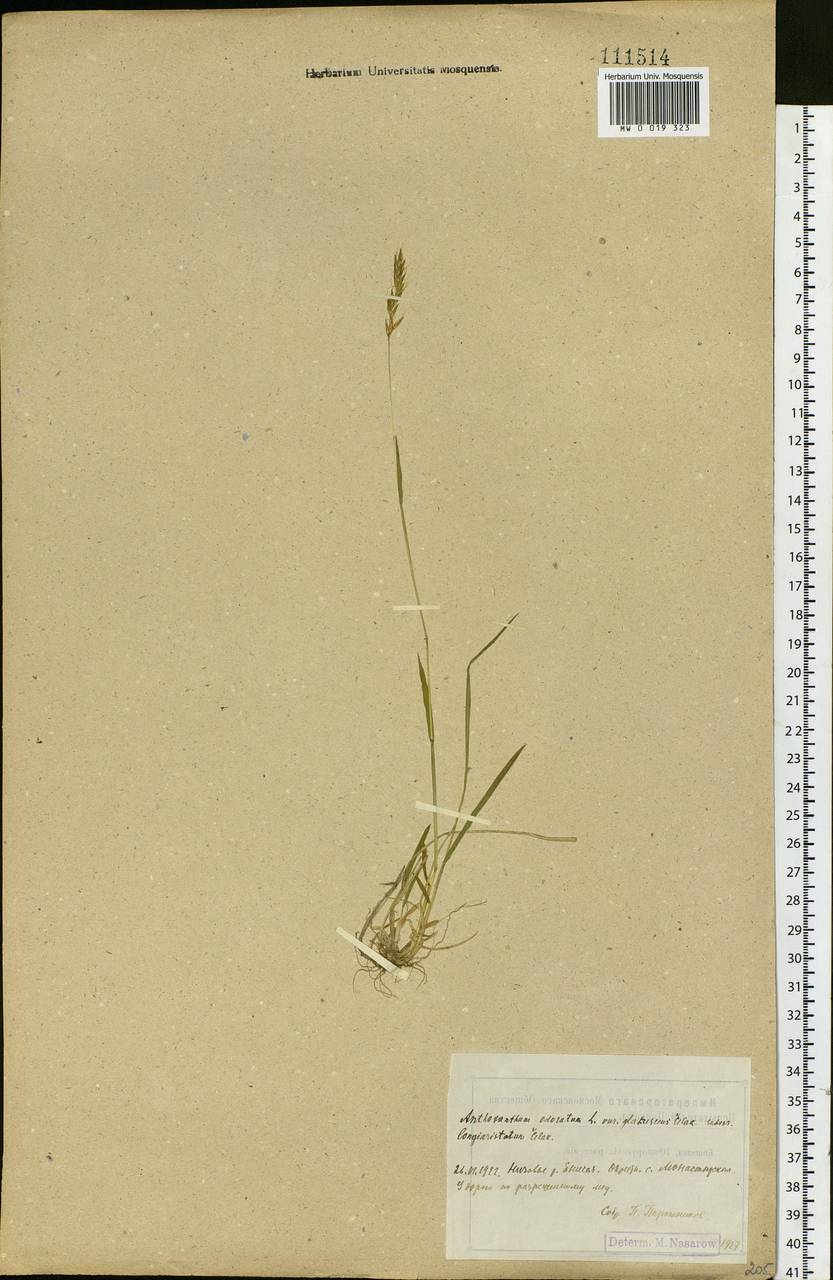 Anthoxanthum nipponicum Honda, Siberia, Central Siberia (S3) (Russia)