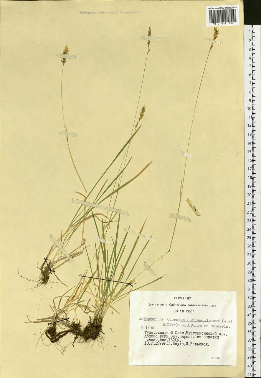 Anthoxanthum nipponicum Honda, Siberia, Altai & Sayany Mountains (S2) (Russia)