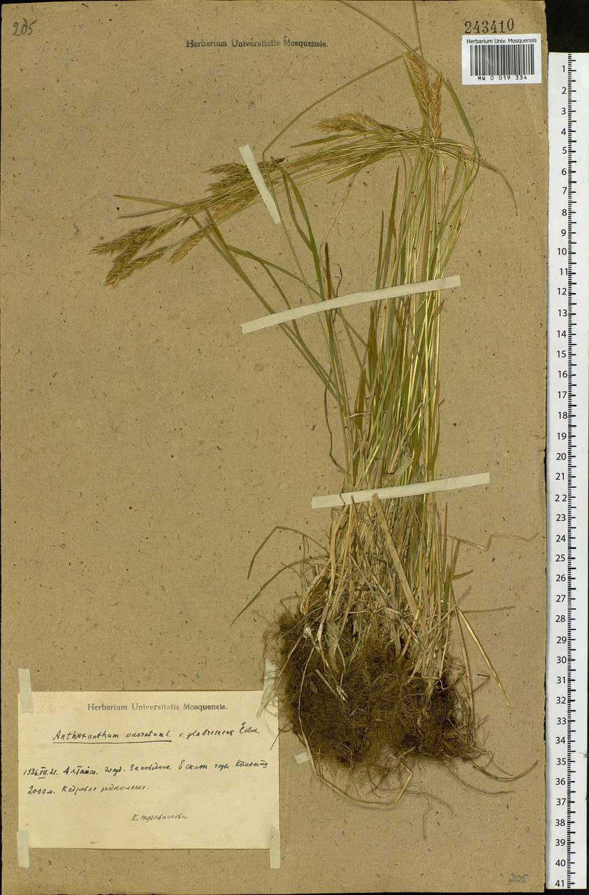 Anthoxanthum nipponicum Honda, Siberia, Altai & Sayany Mountains (S2) (Russia)