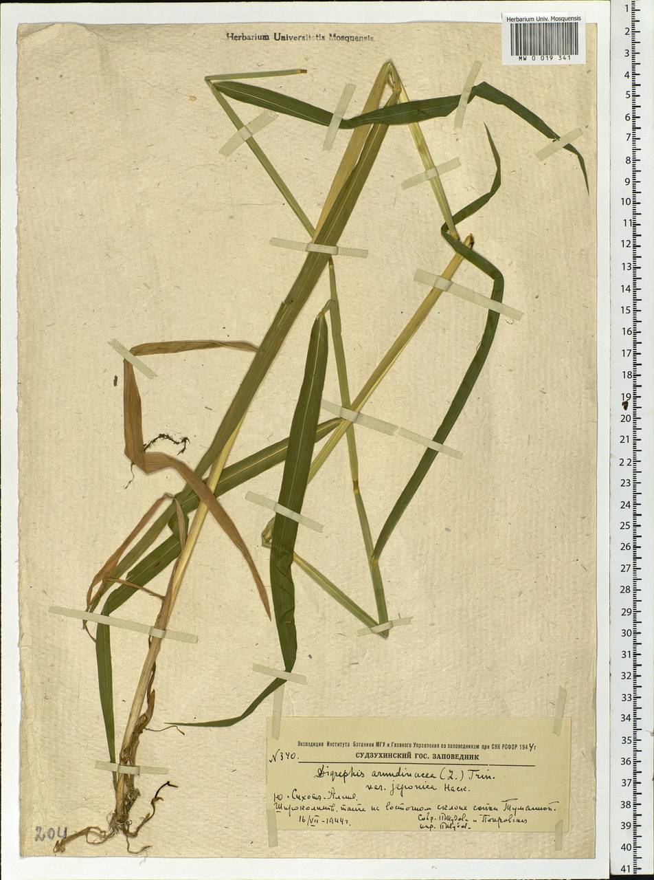 Phalaris arundinacea L., Siberia, Russian Far East (S6) (Russia)