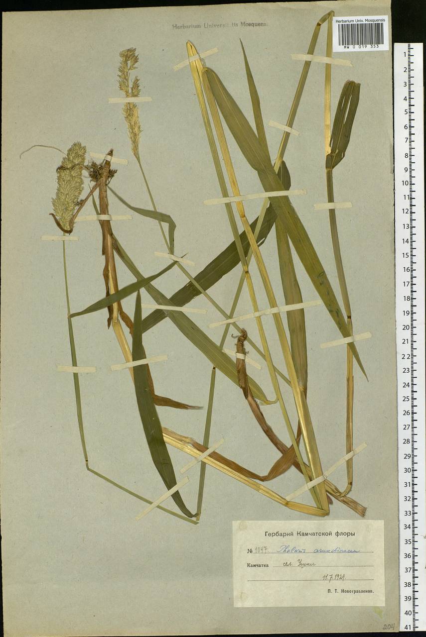 Phalaris arundinacea L., Siberia, Chukotka & Kamchatka (S7) (Russia)