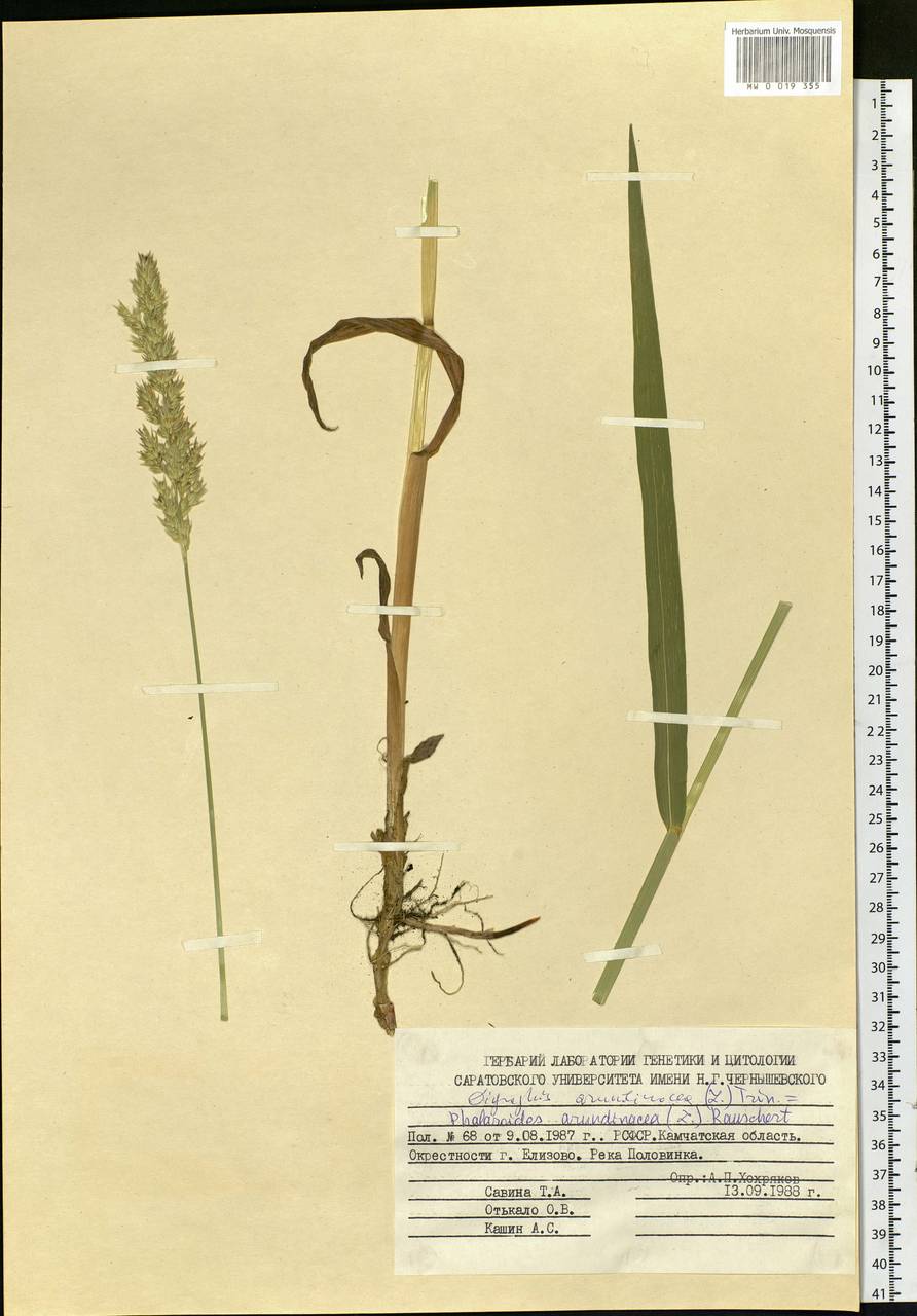 Phalaris arundinacea L., Siberia, Chukotka & Kamchatka (S7) (Russia)