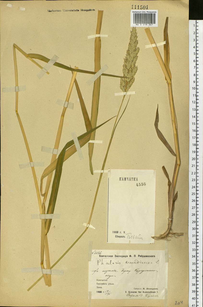 Phalaris arundinacea L., Siberia, Chukotka & Kamchatka (S7) (Russia)