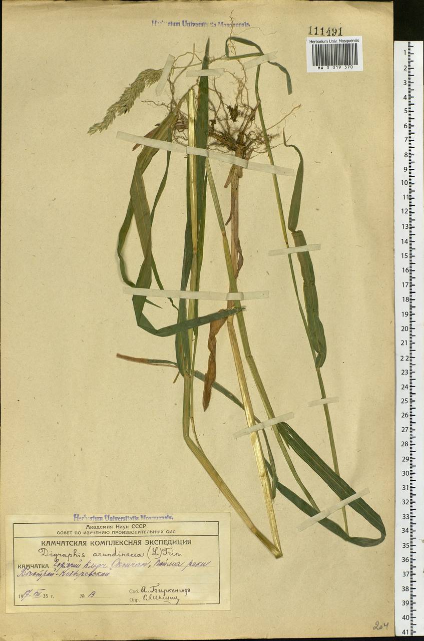Phalaris arundinacea L., Siberia, Chukotka & Kamchatka (S7) (Russia)