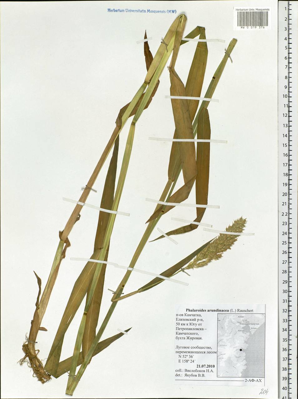Phalaris arundinacea L., Siberia, Chukotka & Kamchatka (S7) (Russia)