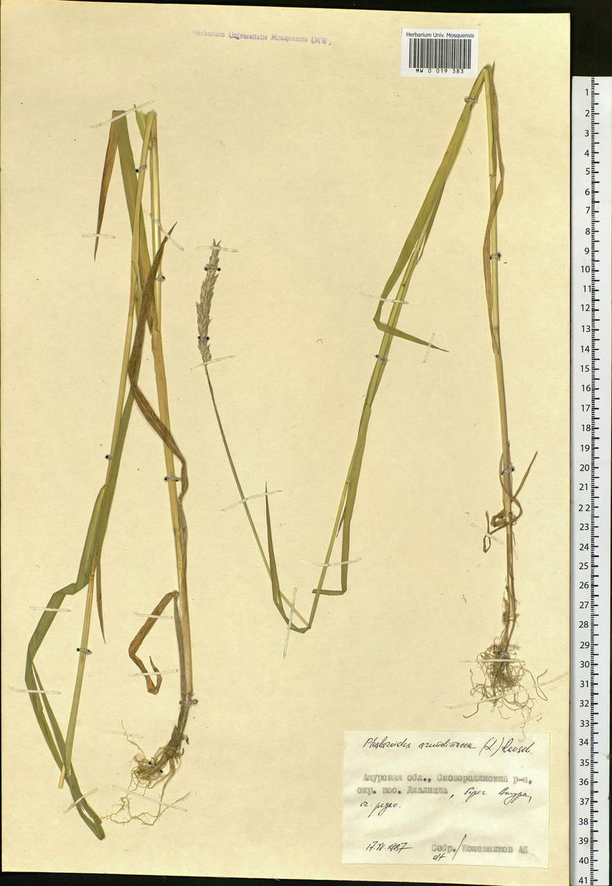 Phalaris arundinacea L., Siberia, Russian Far East (S6) (Russia)