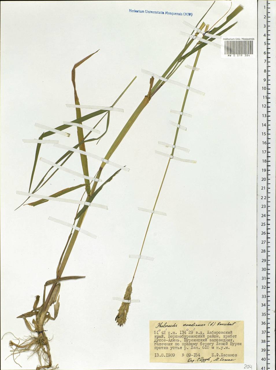Phalaris arundinacea L., Siberia, Russian Far East (S6) (Russia)
