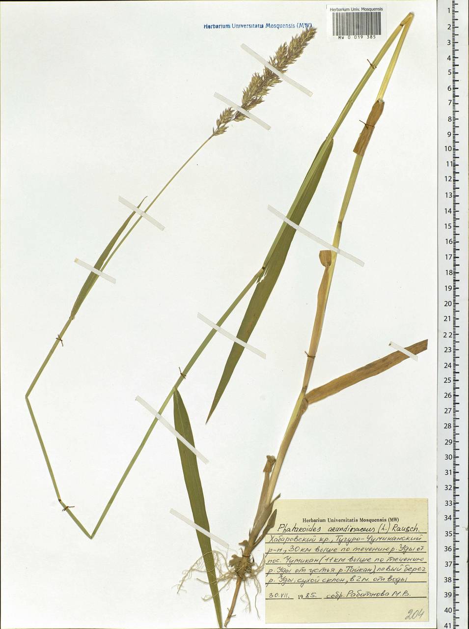 Phalaris arundinacea L., Siberia, Russian Far East (S6) (Russia)