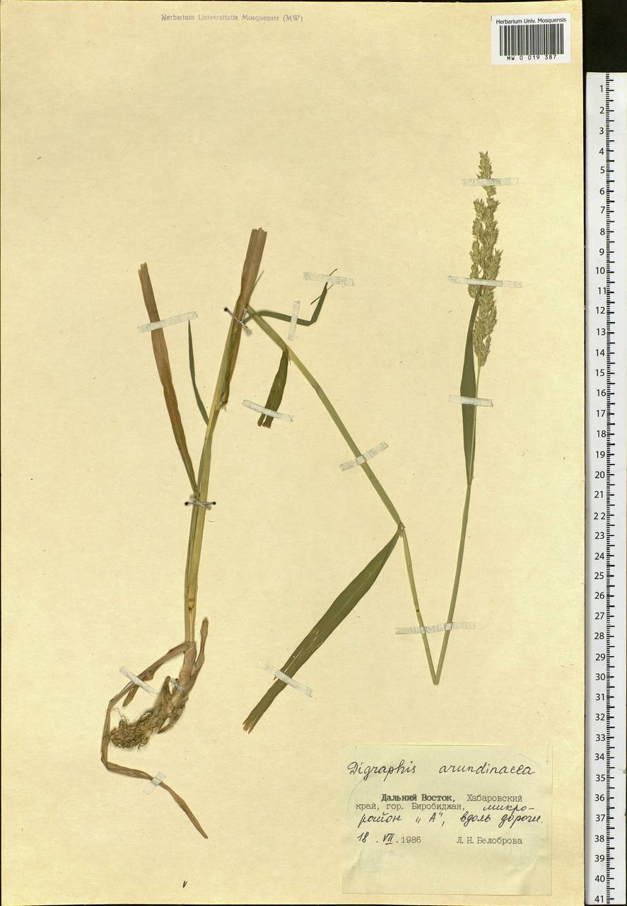 Phalaris arundinacea L., Siberia, Russian Far East (S6) (Russia)