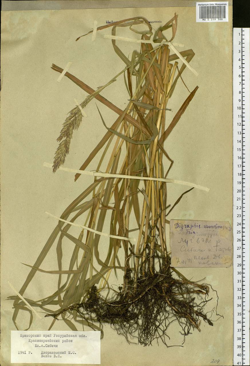 Phalaris arundinacea L., Siberia, Russian Far East (S6) (Russia)