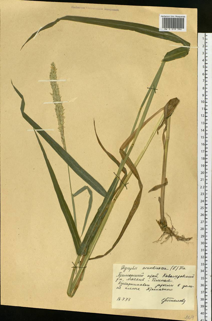 Phalaris arundinacea L., Siberia, Russian Far East (S6) (Russia)