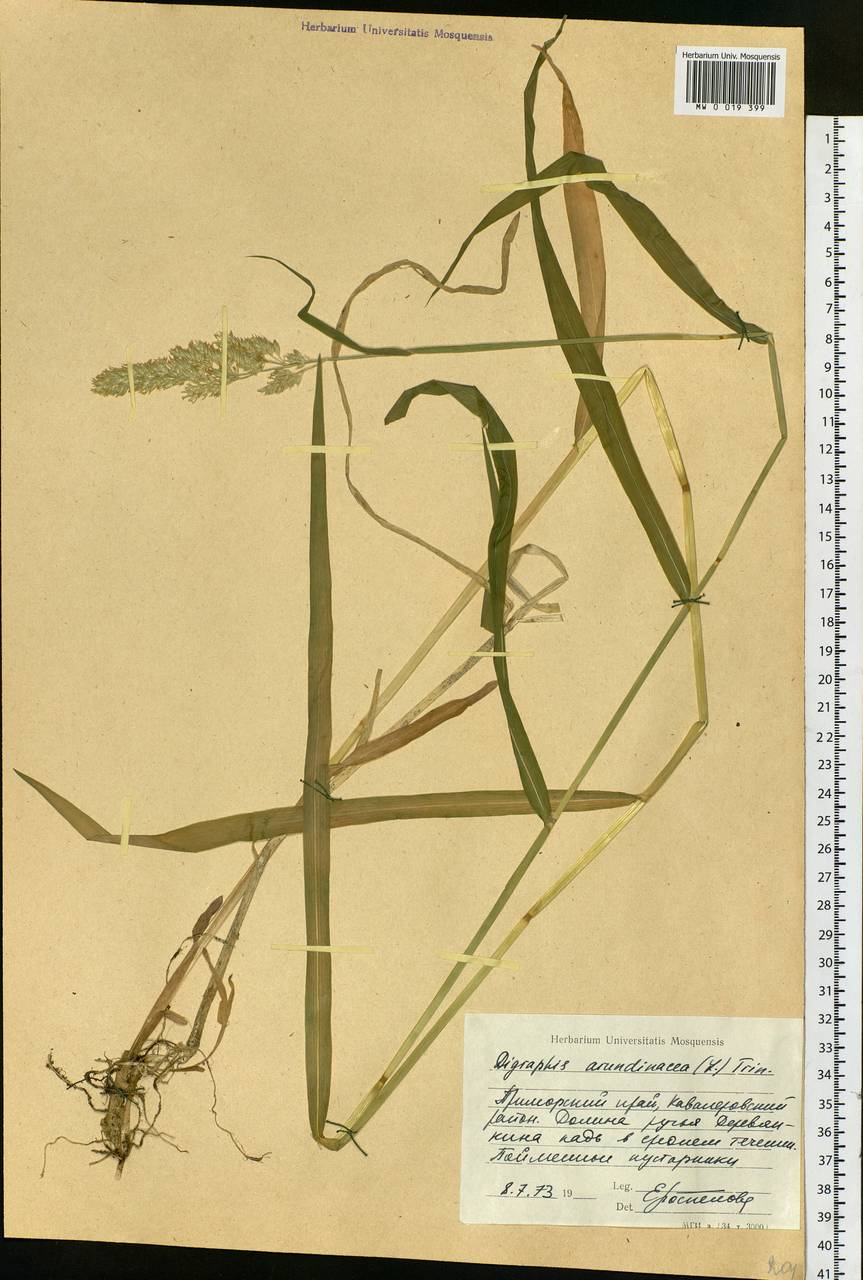 Phalaris arundinacea L., Siberia, Russian Far East (S6) (Russia)