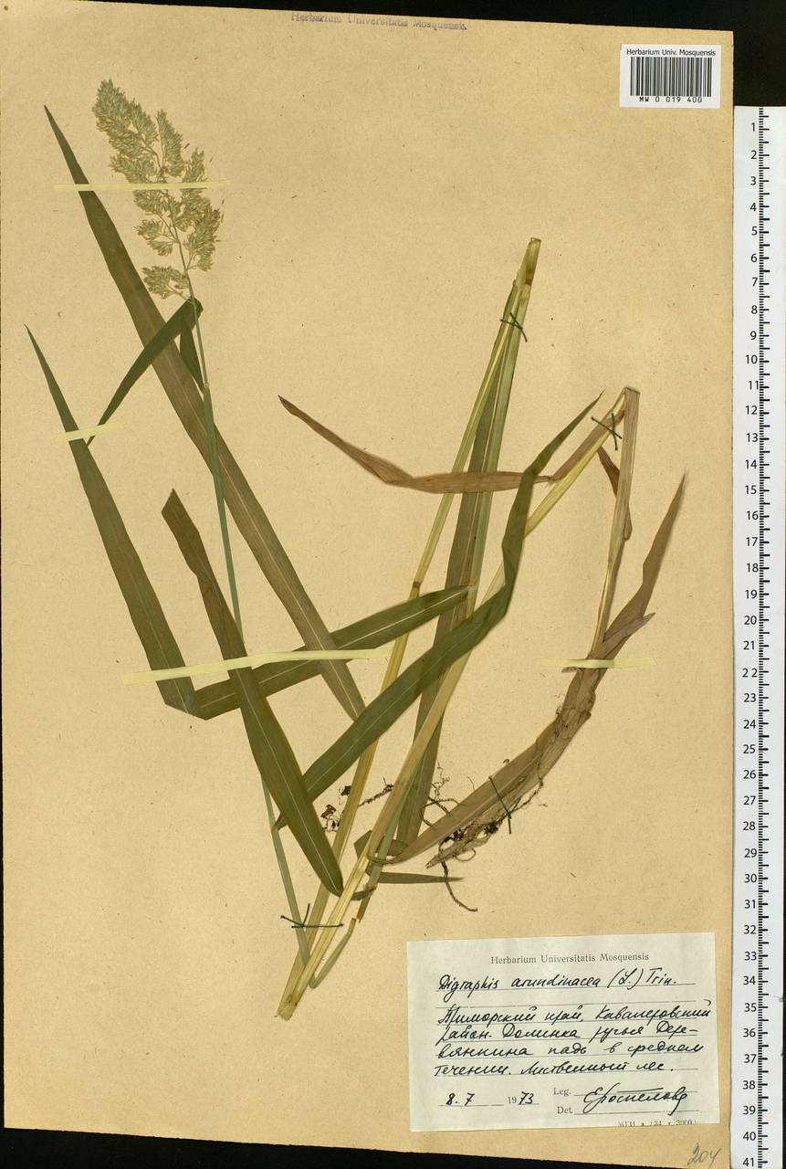 Phalaris arundinacea L., Siberia, Russian Far East (S6) (Russia)