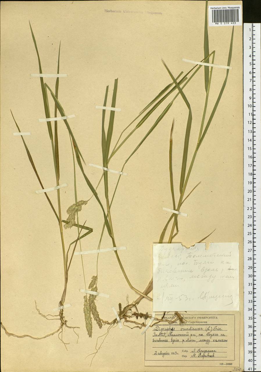 Phalaris arundinacea L., Siberia, Yakutia (S5) (Russia)
