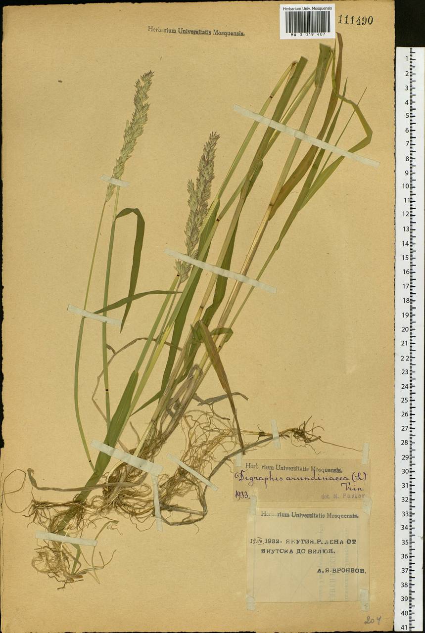 Phalaris arundinacea L., Siberia, Yakutia (S5) (Russia)