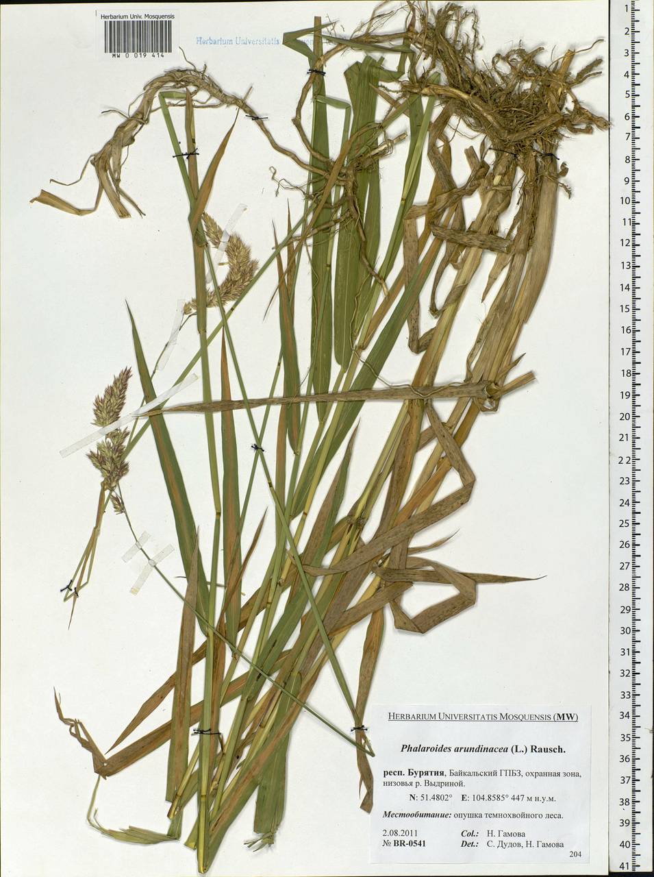 Phalaris arundinacea L., Siberia, Baikal & Transbaikal region (S4) (Russia)