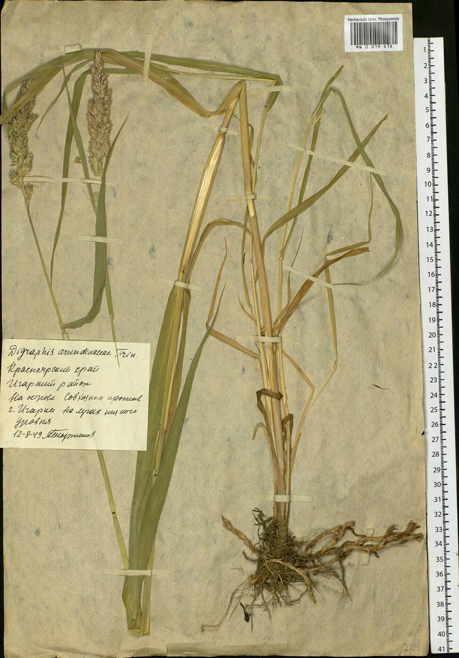 Phalaris arundinacea L., Siberia, Central Siberia (S3) (Russia)