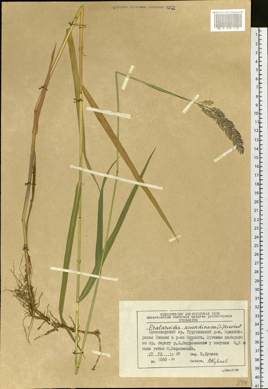 Phalaris arundinacea L., Siberia, Central Siberia (S3) (Russia)