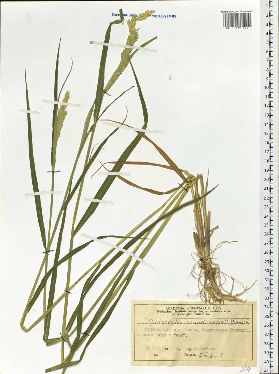 Phalaris arundinacea L., Siberia, Central Siberia (S3) (Russia)