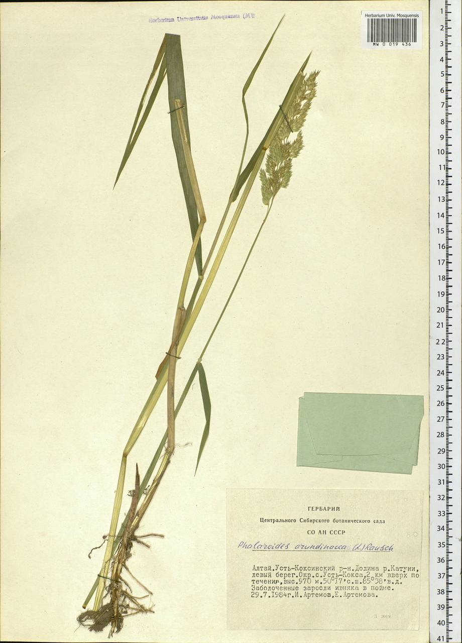 Phalaris arundinacea L., Siberia, Altai & Sayany Mountains (S2) (Russia)