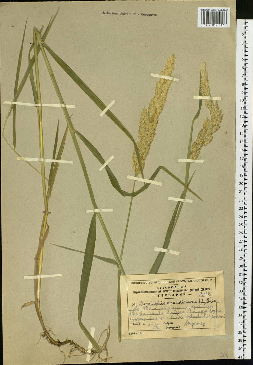 Phalaris arundinacea L., Siberia, Altai & Sayany Mountains (S2) (Russia)