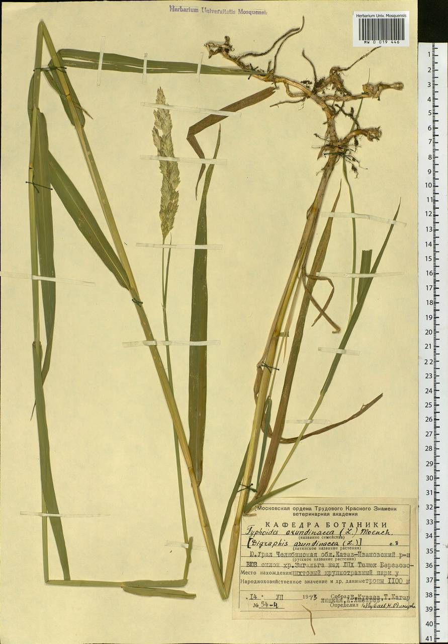 Phalaris arundinacea L., Eastern Europe, Eastern region (E10) (Russia)