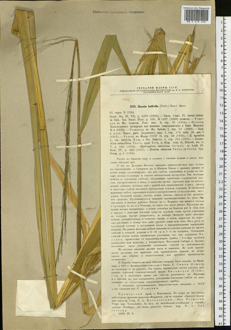 Zizania latifolia (Griseb.) Hance ex F.Muell., Siberia, Russian Far East (S6) (Russia)
