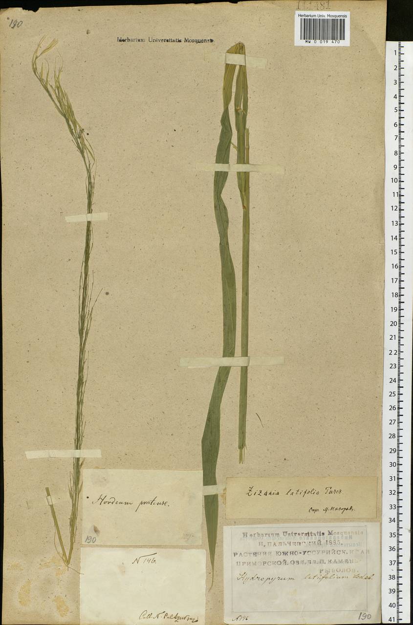 Zizania latifolia (Griseb.) Hance ex F.Muell., Siberia, Russian Far East (S6) (Russia)