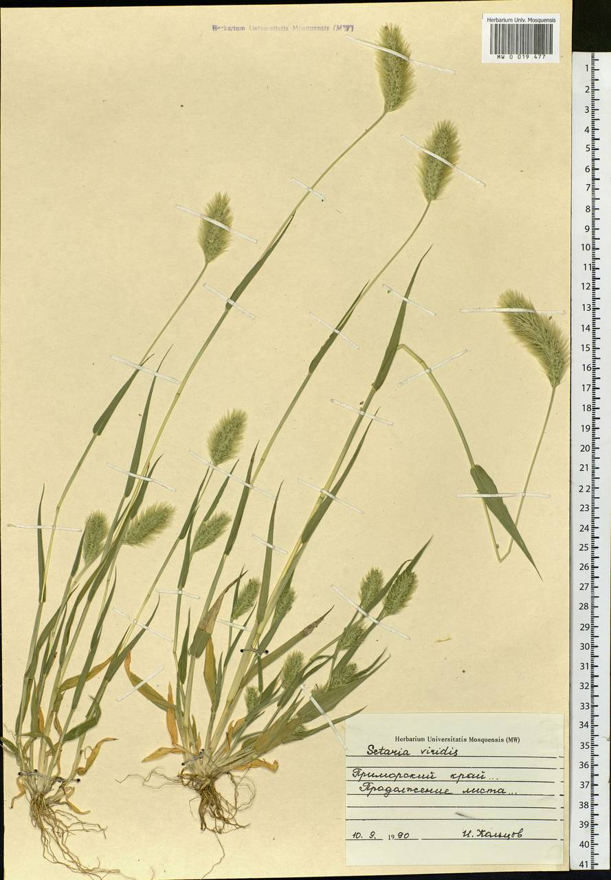Setaria viridis (L.) P.Beauv., Siberia, Russian Far East (S6) (Russia)