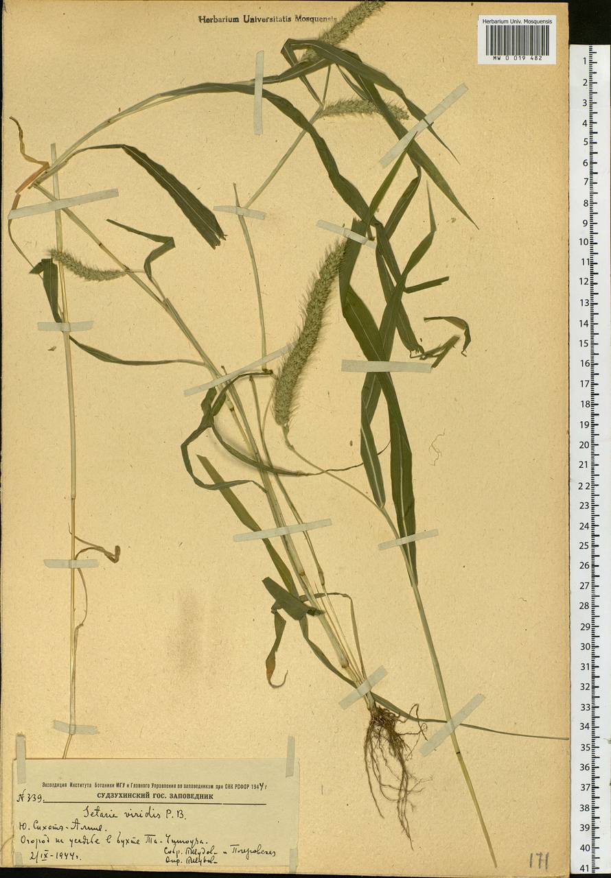 Setaria viridis (L.) P.Beauv., Siberia, Russian Far East (S6) (Russia)