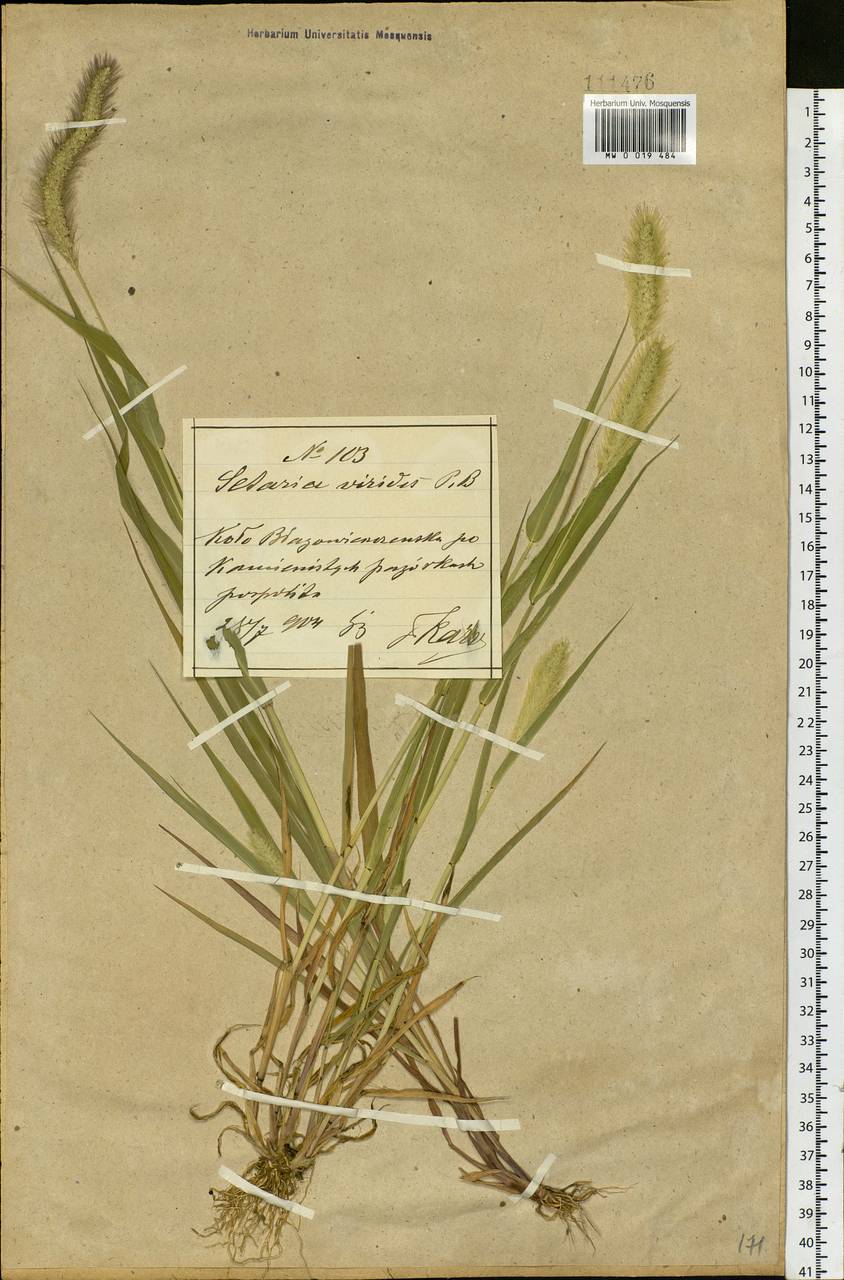 Setaria viridis (L.) P.Beauv., Siberia, Russian Far East (S6) (Russia)