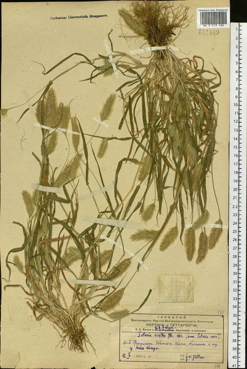 Setaria viridis (L.) P.Beauv., Siberia, Russian Far East (S6) (Russia)