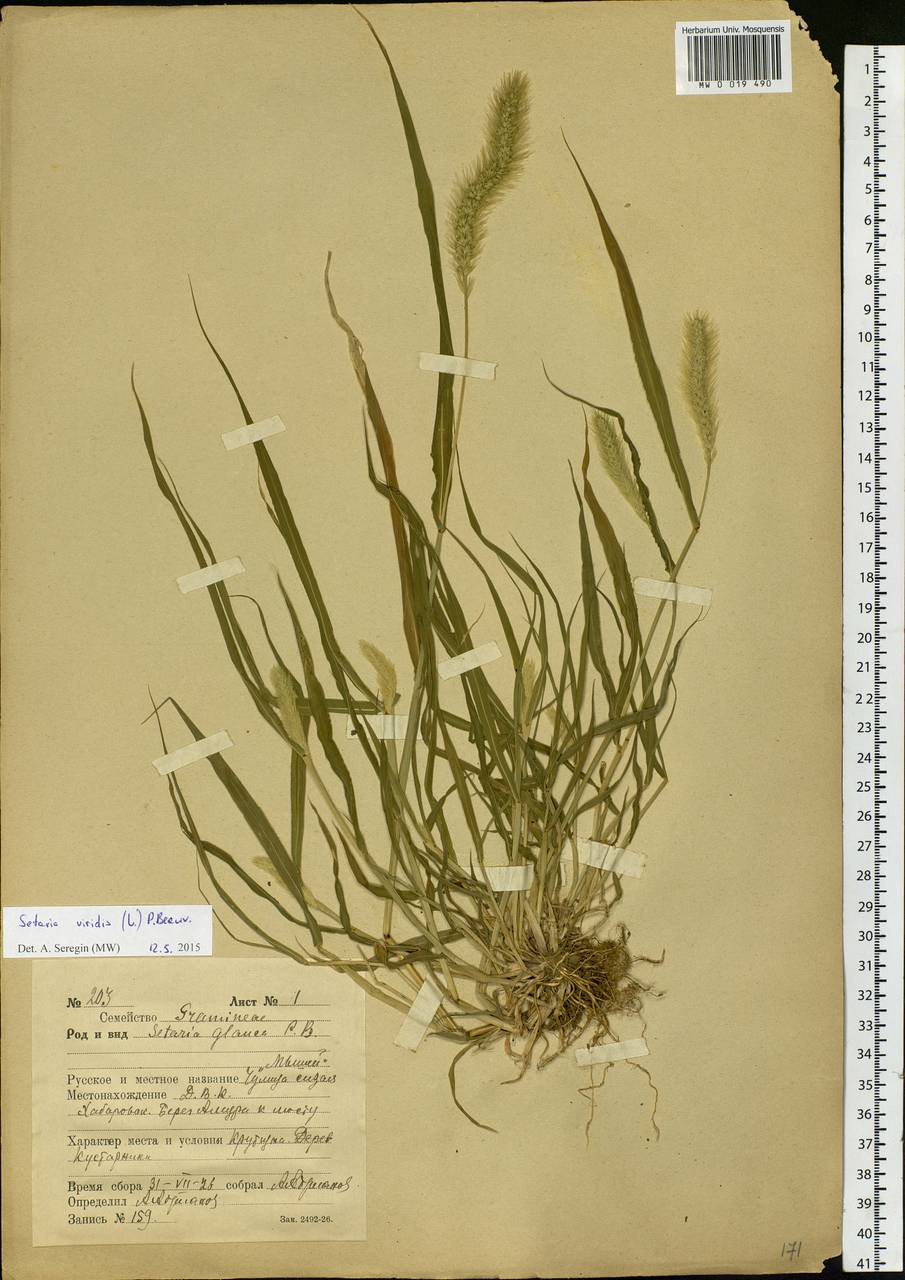 Setaria viridis (L.) P.Beauv., Siberia, Russian Far East (S6) (Russia)