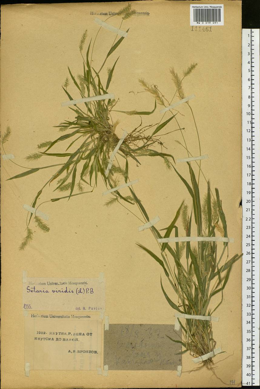 Setaria viridis (L.) P.Beauv., Siberia, Yakutia (S5) (Russia)