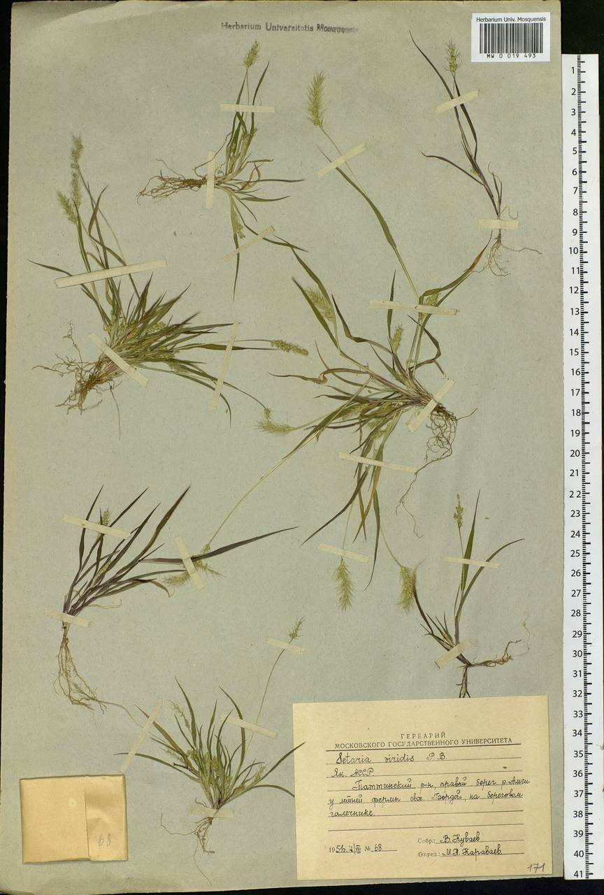 Setaria viridis (L.) P.Beauv., Siberia, Yakutia (S5) (Russia)