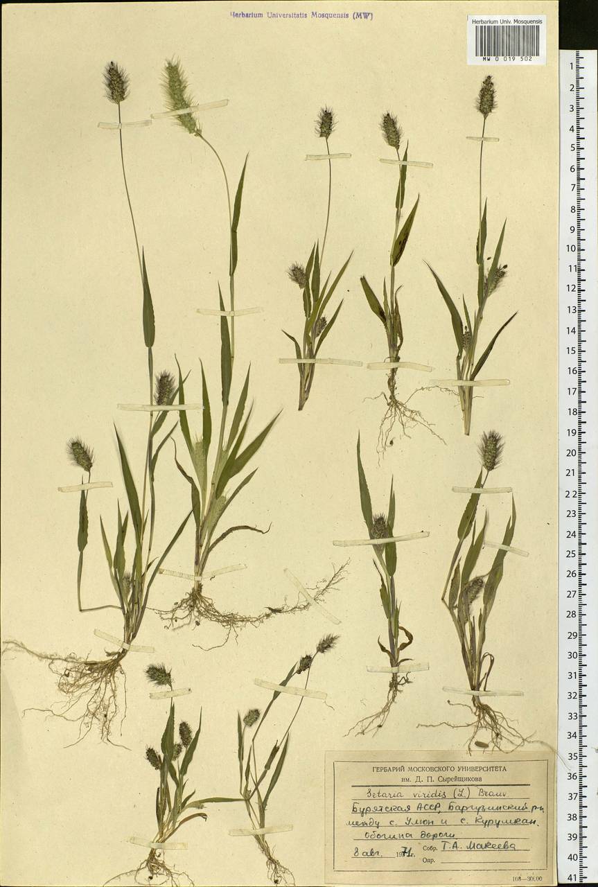 Setaria viridis (L.) P.Beauv., Siberia, Baikal & Transbaikal region (S4) (Russia)