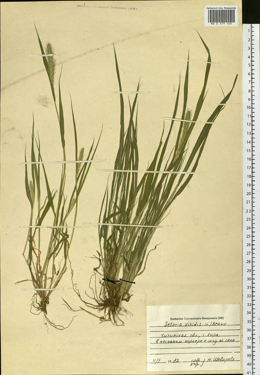 Setaria viridis (L.) P.Beauv., Siberia, Baikal & Transbaikal region (S4) (Russia)