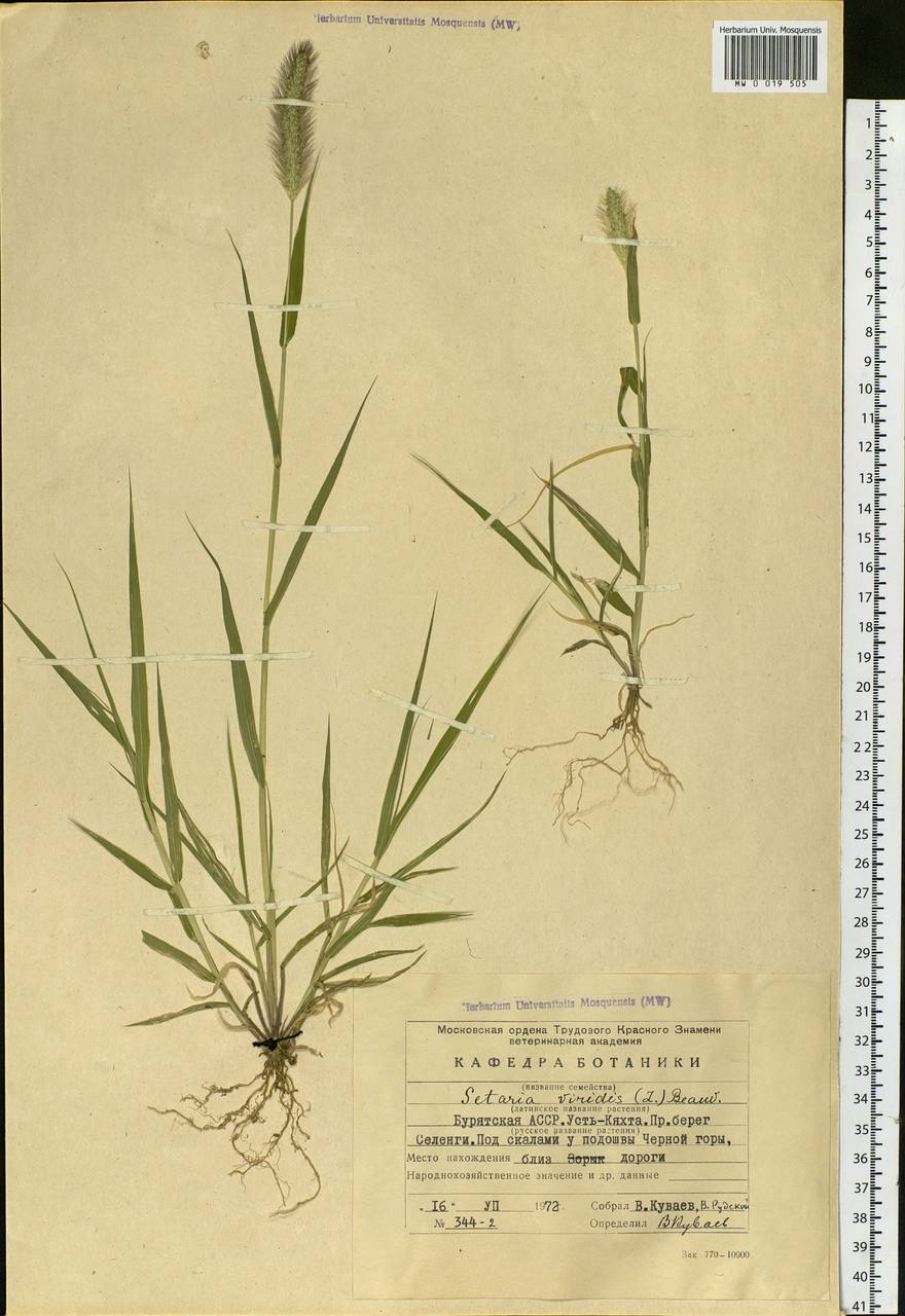 Setaria viridis (L.) P.Beauv., Siberia, Baikal & Transbaikal region (S4) (Russia)