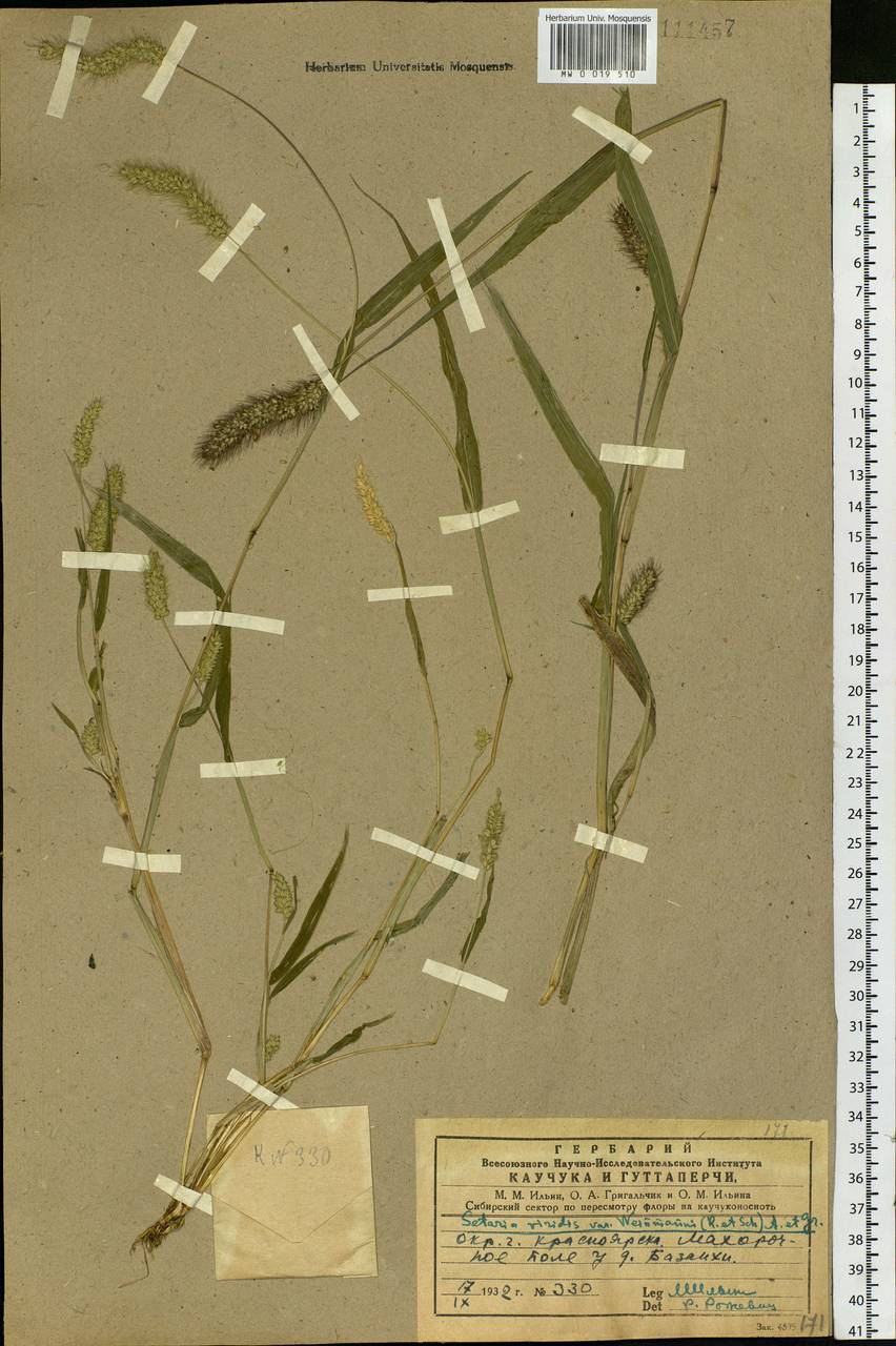 Setaria viridis (L.) P.Beauv., Siberia, Central Siberia (S3) (Russia)