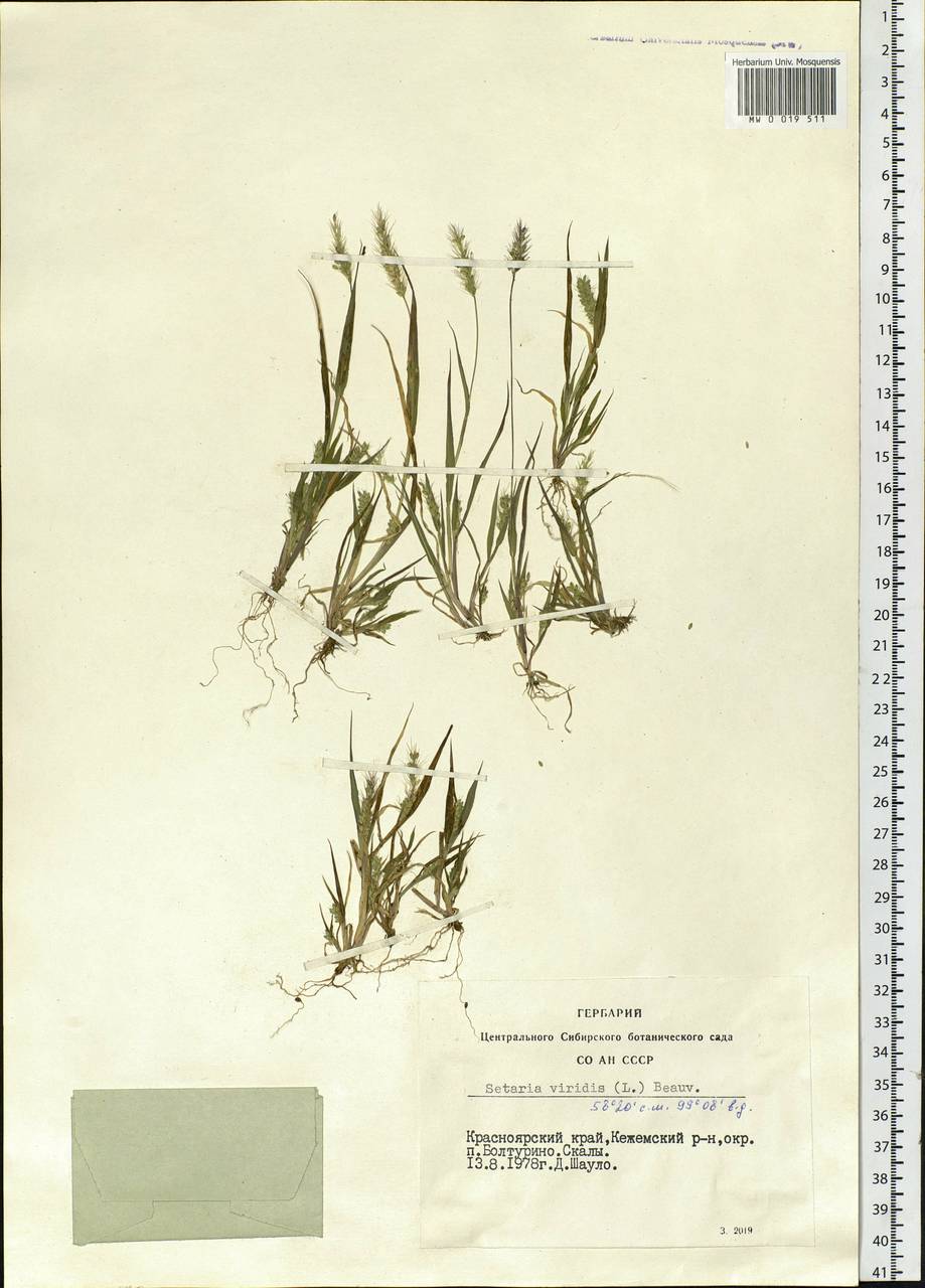 Setaria viridis (L.) P.Beauv., Siberia, Central Siberia (S3) (Russia)