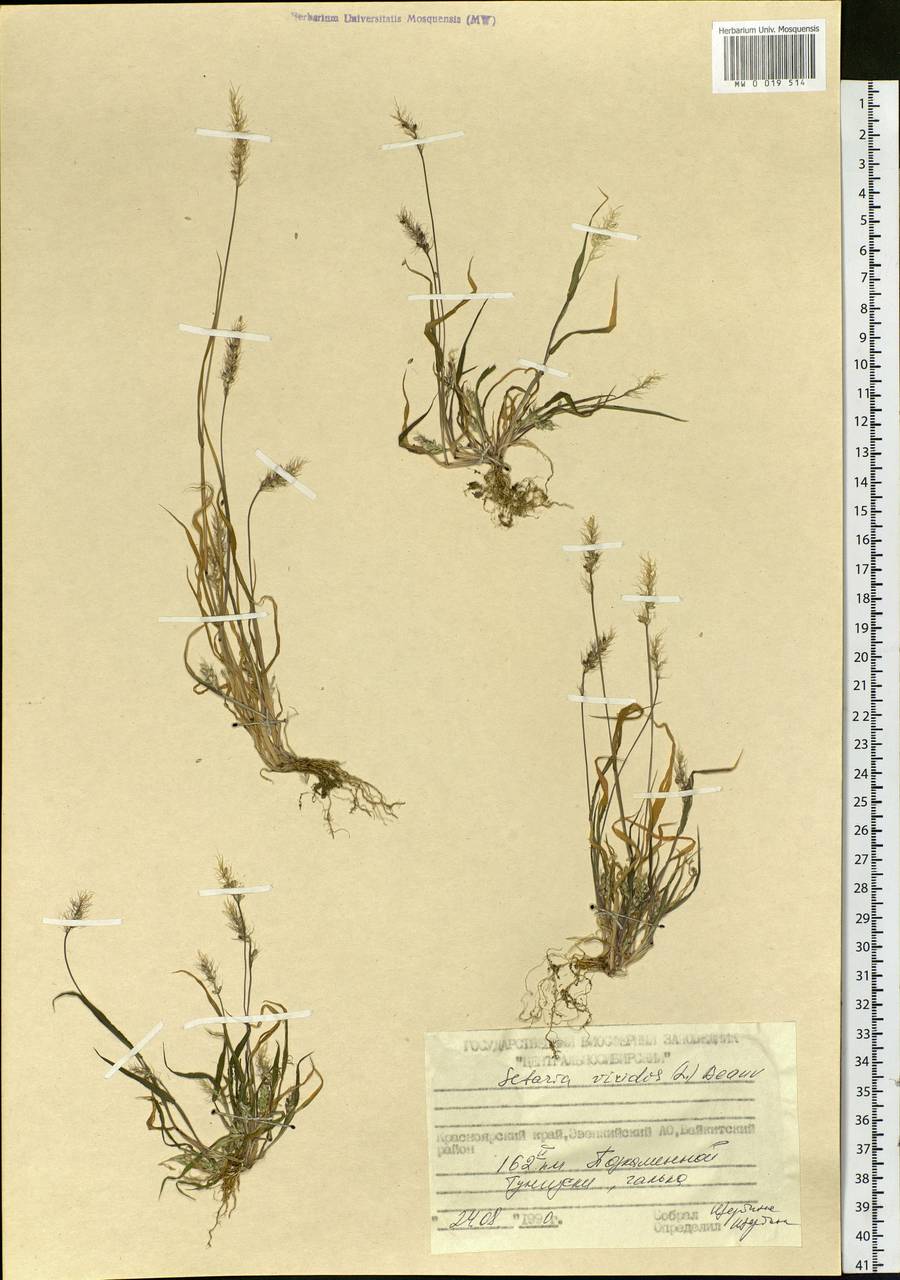 Setaria viridis (L.) P.Beauv., Siberia, Central Siberia (S3) (Russia)