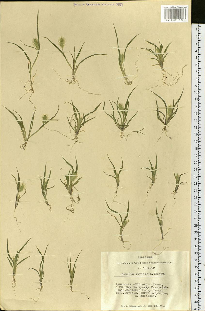 Setaria viridis (L.) P.Beauv., Siberia, Altai & Sayany Mountains (S2) (Russia)