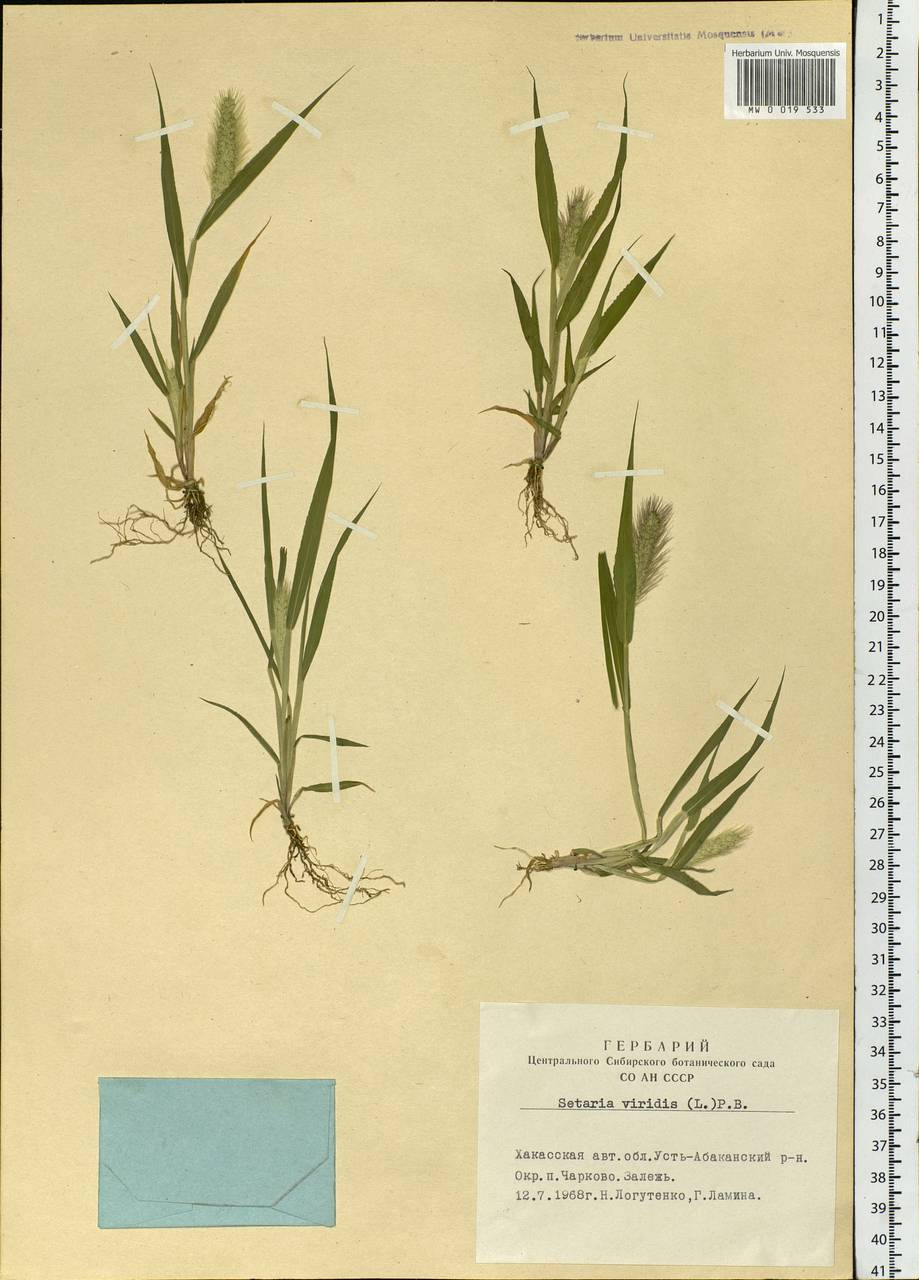 Setaria viridis (L.) P.Beauv., Siberia, Altai & Sayany Mountains (S2) (Russia)