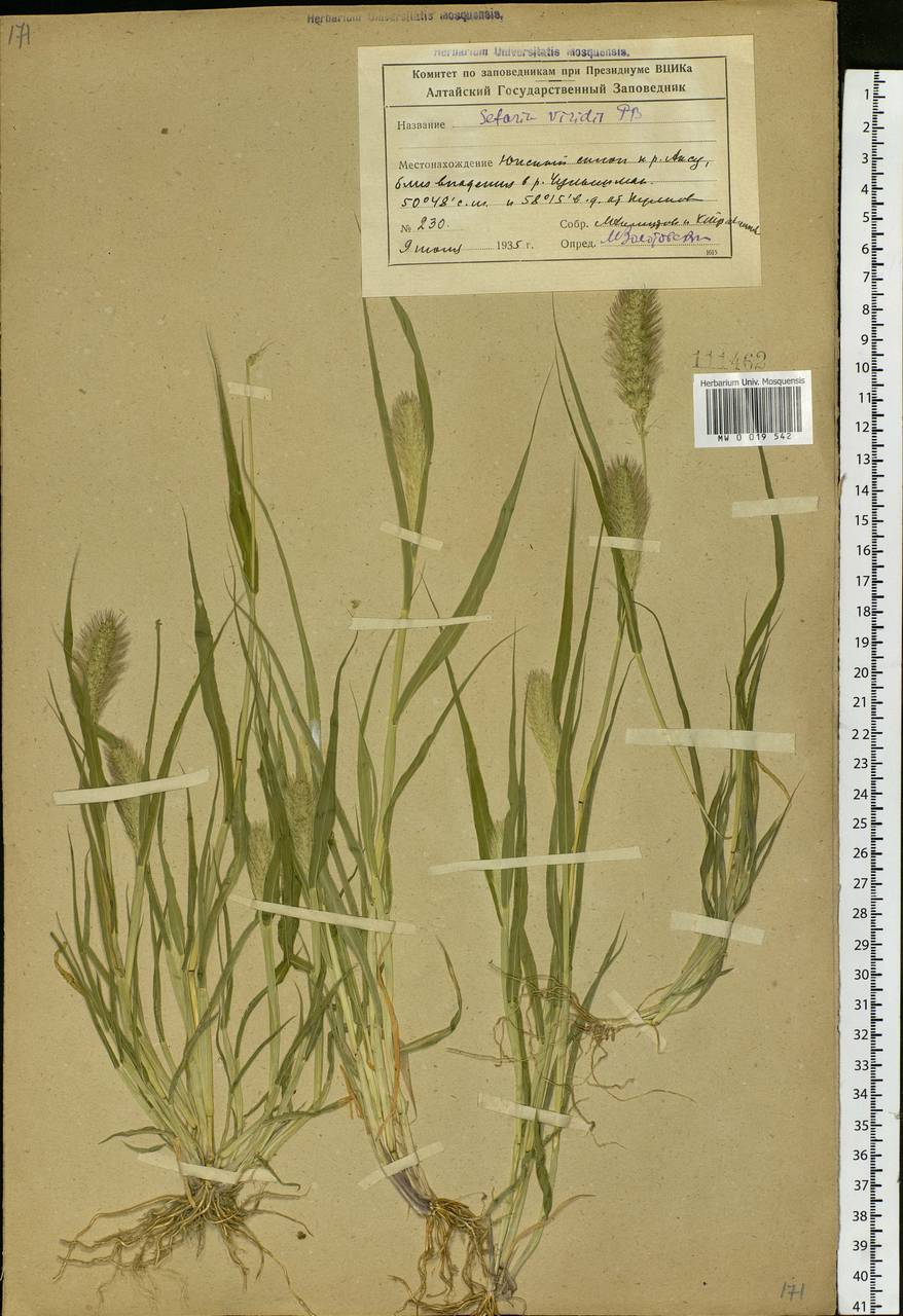 Setaria viridis (L.) P.Beauv., Siberia, Altai & Sayany Mountains (S2) (Russia)