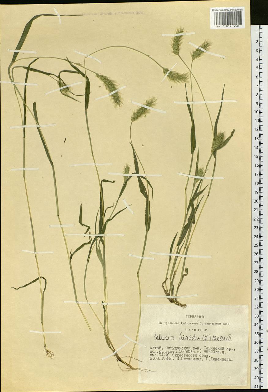 Setaria viridis (L.) P.Beauv., Siberia, Altai & Sayany Mountains (S2) (Russia)